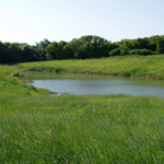 Vegetation